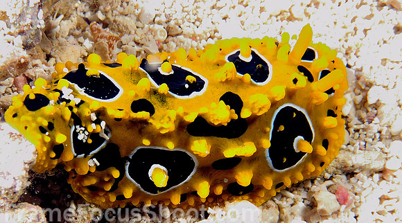 Yellow & black spotted nudibranch 1