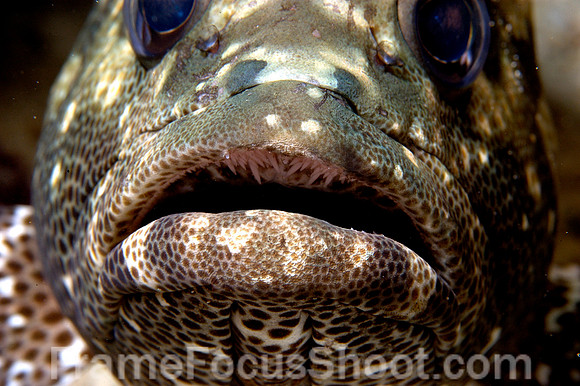 Grouper lips..Want a kiss ?