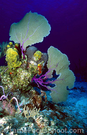 Purple sea fans