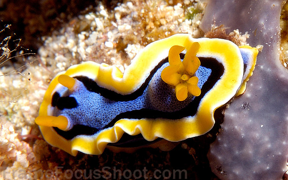 Nud ichromodoris annae2 1