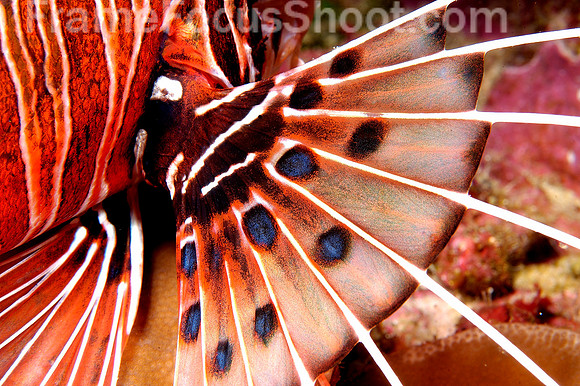 Lionfish tail (detail)
