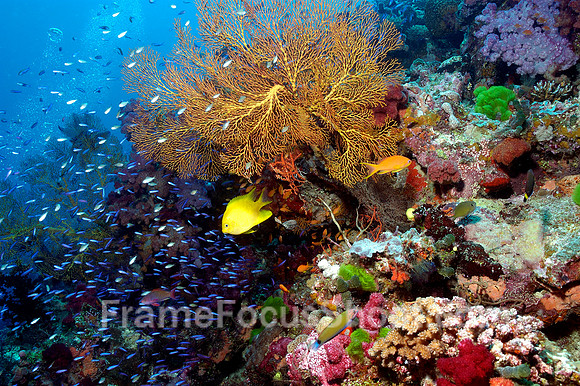 Blue Ribbon Reef