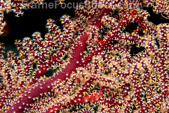 Polyps - red soft coral