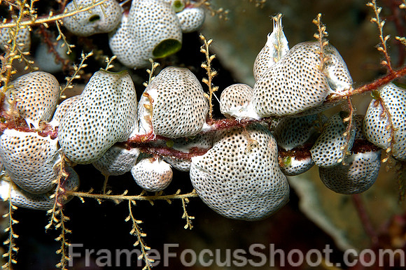 Teardrop tunicates