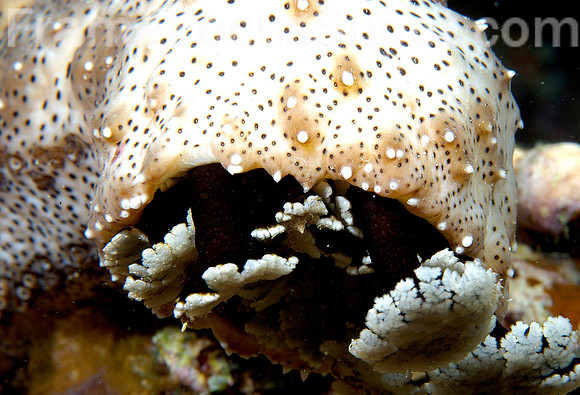 Five tooth sea cucumber 1