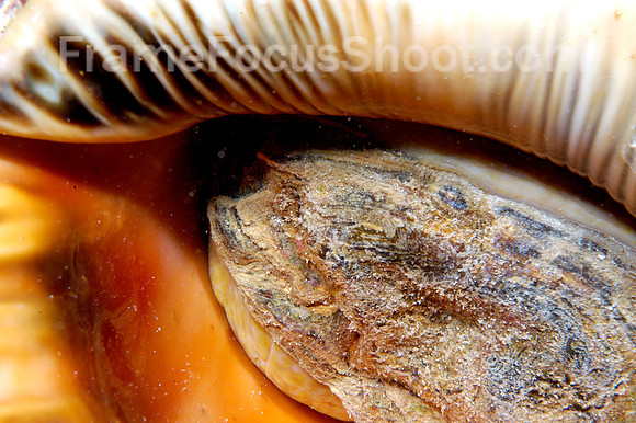 Conch face