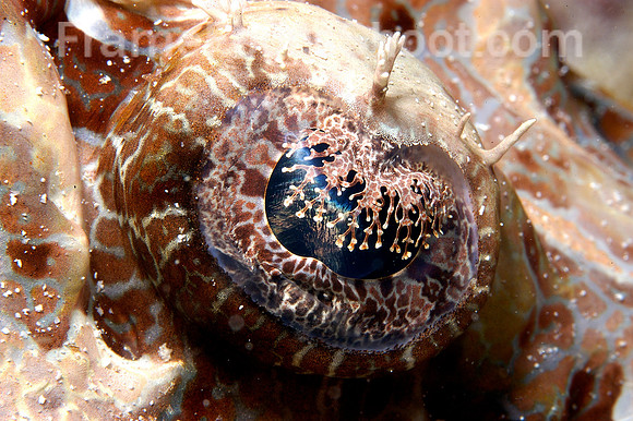 Crocodilefish eye