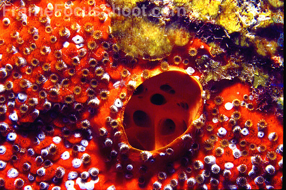 Red  coral