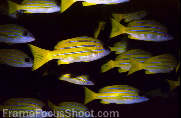 Yellow grunts