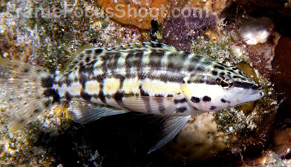 black striped goby1