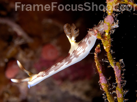 Nud ikentrodorisrubescens 1