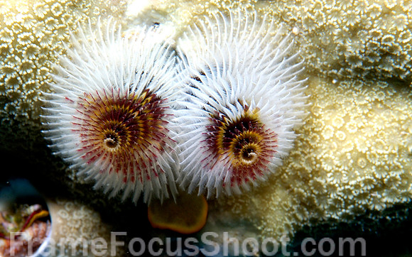 Christmas tree worms2 1