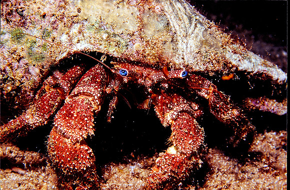 White speckled hermit crab