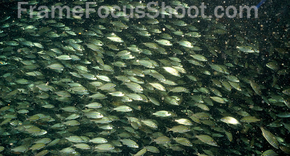 Silversides