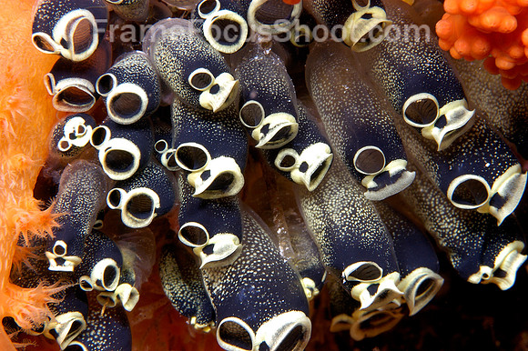 Dark blue tunicates