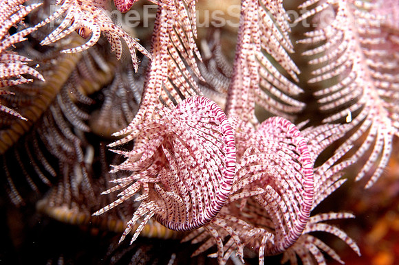 Purple rope coral