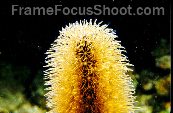 Bristle soft coral