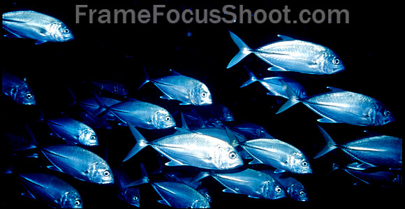 Schooling jacks