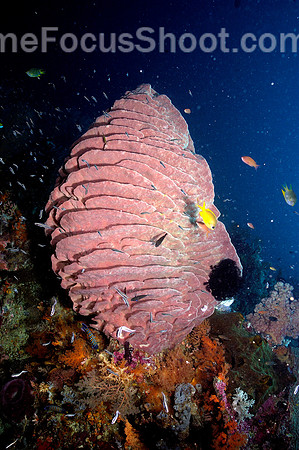 Barrel sponge 2