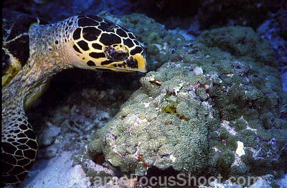 Feeding sea turtle