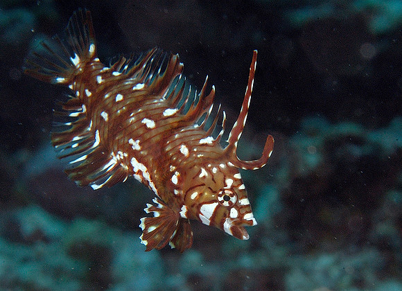 Juvenile rock mover wrasse 1