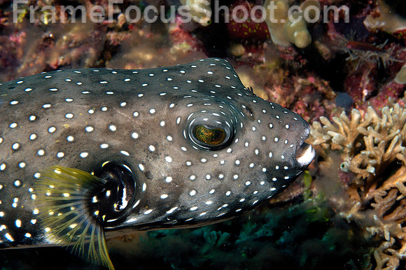 Puffer fish feeding