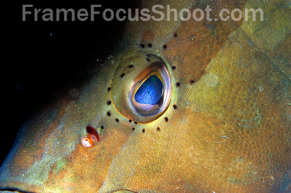 Grouper eye