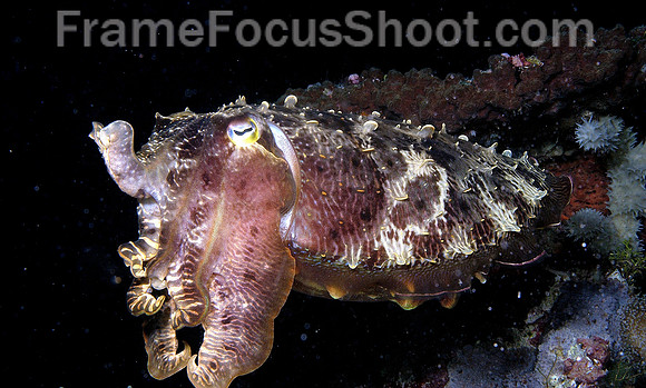 Cuttlefish