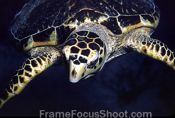 Flying turtle
