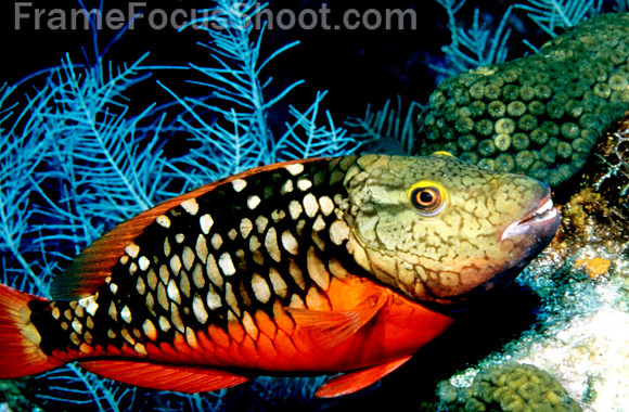 Spotlight parrotfish 1