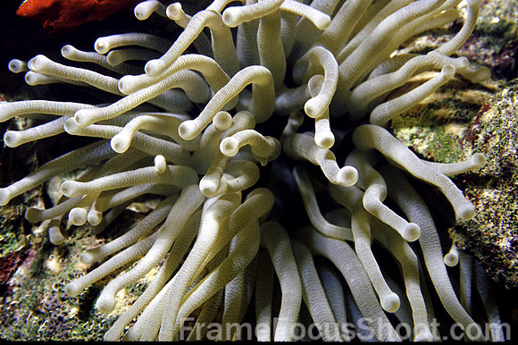 Soft anemone