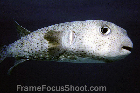 Puffer fish