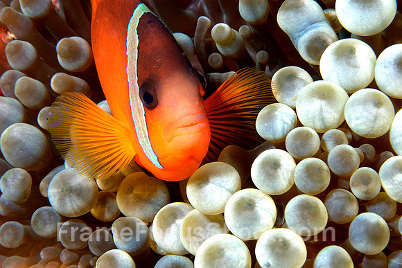 Clown fish 2