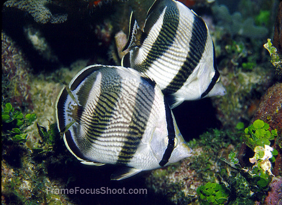 Banded butterflyfish