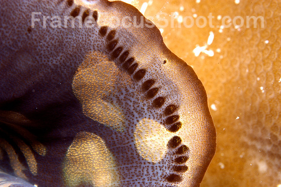 Sea clam face (detail)