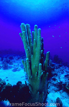 Pillar coral