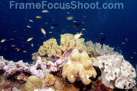 Fiji coral reef