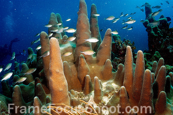 BVI glossy sweepers in coral