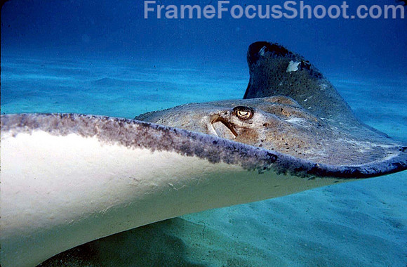 Stingray