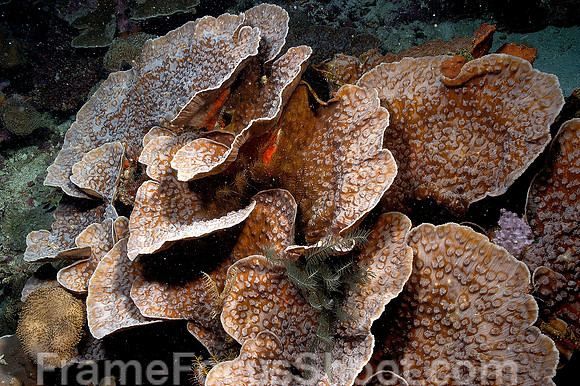 Plate coral dimpled