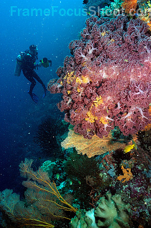 Sally on the reef