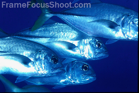 Tarpon