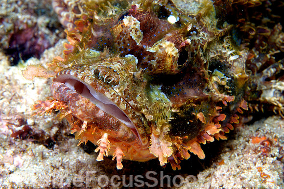 Scorpionfish