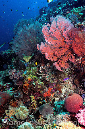 PNG reef