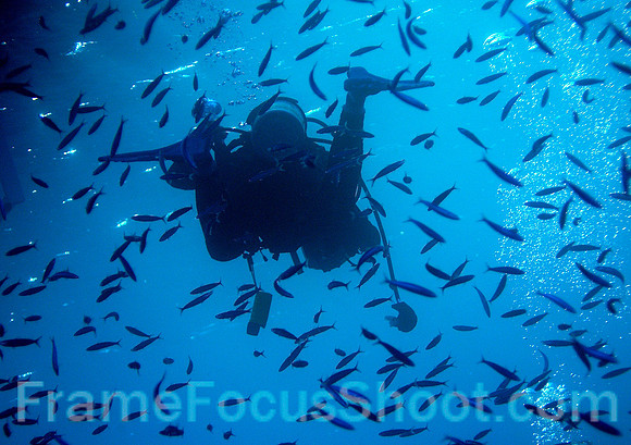 Diver and fish