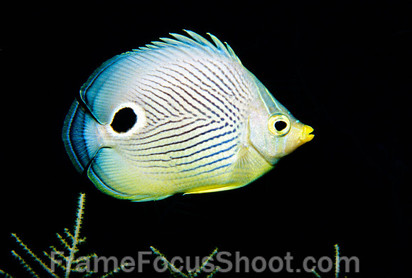 Four eye butterfly fish 1
