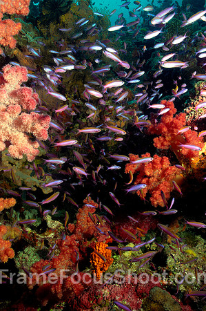 Blennies on reef