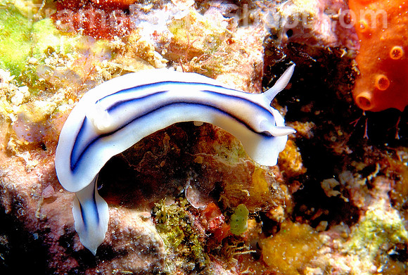 blue-lined seagoddess 1