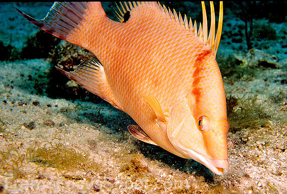 Hogfish