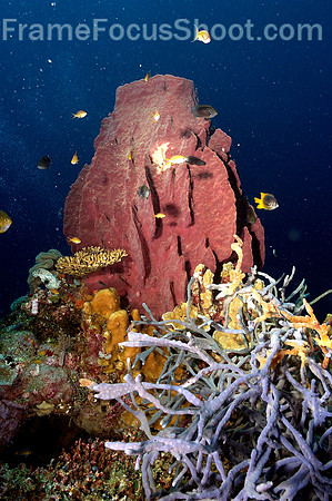 Barrel sponge
